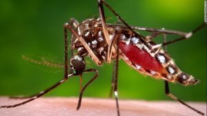 150731180818-aedes-aegypti-exlarge-169