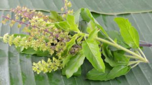 2-basil-625-2_626x350_81446529728