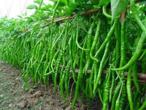 Hot-Selling-Long-red-and-Green-Chilli-Pepper-Seeds-Ornamental-Fruit-Vegetable-Seeds-Patio-Potted-Plant