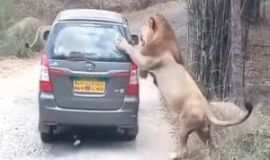 Lion-attacks-car