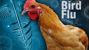 birdflu640