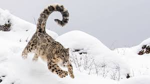 Snow leopard sightings