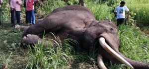 kashipur-dead-in-train-collision-male-elephant_1473881311