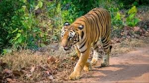 khatima tiger attack