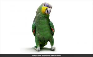 parrot-generic_650x400_81477554964