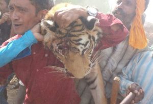 tigress-580x395