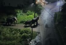 कोटद्वार खौफ के साये में रह रहे है लोग, हाथी की धमक से सहमे कई परिवार