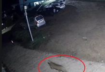 चंपावत में आबादी क्षेत्र तक पहुंचा गुलदार, CCTV में कैद हुई दहशत….