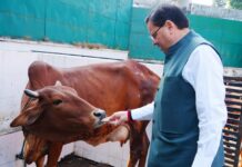 मुख्यमंत्री पुष्कर सिंह धामी ने की गौमाता की पूजा, कहा– गोवर्धन पूजा प्रकृति और परंपरा के सम्मान का प्रतीकl