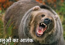 उत्तरकाशी में भालू ने फिर किया हमला, युवक की हालत गंभीर bear attack uttarakhand