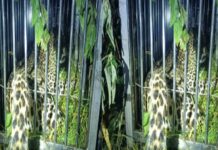 बागेश्वर: पतौंजा गांव को दहशत में रखने वाली मादा गुलदार पिंजरे में कैद, ग्रामीणों ने ली राहत की सांस l