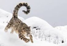 शीतकालीन यात्रा को बढ़ावा देने के लिए सरकार की पहल, प्रदेश में जल्द शुरू होगी स्नो लेपर्ड साइटिंग Snow leopard sightings