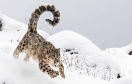 शीतकालीन यात्रा को बढ़ावा देने के लिए सरकार की पहल, प्रदेश में जल्द शुरू होगी स्नो लेपर्ड साइटिंग Snow leopard sightings