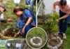 हरेला पर्व पर सीएम धामी ने किया वृक्षारोपण, मंत्री रेखा आर्या ने पिथौरागढ़ में लगाया पौधा