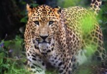 तेंदुए का खौफ: स्कूल में लॉकडाउन, 10 दिन की छुट्टियाँ घोषित, जानिए किस राज्य का मामला l