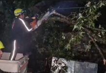 मसूरी अपर माल रोड पर गिरा विशाल पेड़, कार व तीन स्कूटी दबीं, बड़ा हादसा टला
