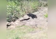 नैनीताल के नलनी गांव में भालू के आतंक से ग्रामीणों में दहशत, प्रशासन से छुटकारा दिलाने की मांग nainital news