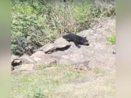 नैनीताल के नलनी गांव में भालू के आतंक से ग्रामीणों में दहशत, प्रशासन से छुटकारा दिलाने की मांग nainital news