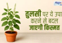 तुलसी के पौधें के साथ करें ये उपाय, खुल जाएंगे किस्मत के द्वार tulsi devi upay