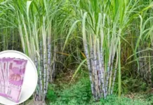 उत्तराखंड सरकार ने जारी किया गन्ना मूल्य बढ़ोतरी का शासनादेश गन्ना मूल्य