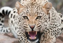 पौड़ी में आदमखोर गुलदार को मारने के लिए 2 और शिकारी तैनात, आदेश जारी